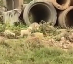 Part2 Animals Rescue #dogrescue #rescuedog #dogsofttiktok #foryoupage #foryou #dogs