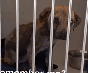 Part2 Animals Rescue #dogrescue #rescuedog #dogsofttiktok #foryoupage #foryou #dogs