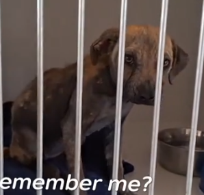 Part2 Animals Rescue #dogrescue #rescuedog #dogsofttiktok #foryoupage #foryou #dogs