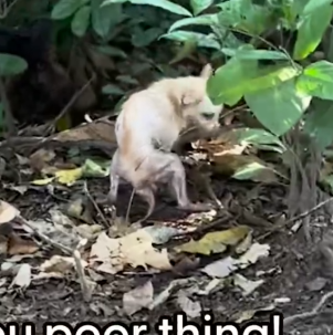 Part2 Animals Rescue #dogrescue #rescuedog #dogsofttiktok #foryoupage #foryou #dogs