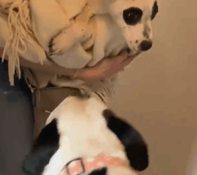 What Are The Odds That Three Separate Dogs All Look Like Pandas_part2