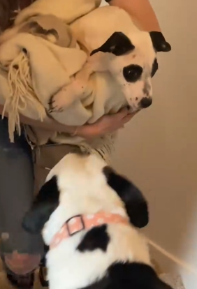 What Are The Odds That Three Separate Dogs All Look Like Pandas_part2