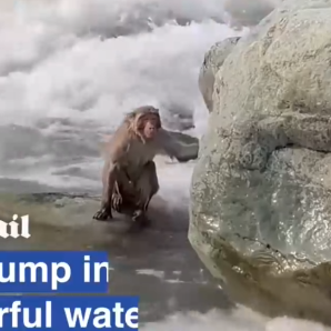 Part2 Animals Rescue #dogrescue #rescuedog #dogsofttiktok #foryoupage #foryou #dogs