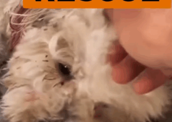 Part2 Animals Rescue #dogrescue #rescuedog #dogsofttiktok #foryoupage #foryou #dogs