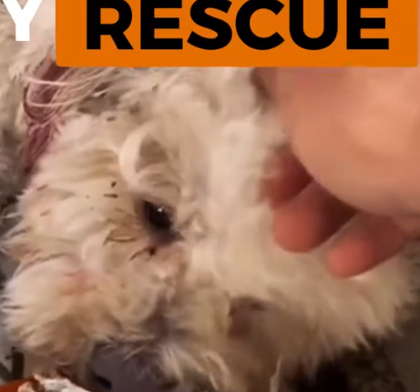 Part2 Animals Rescue #dogrescue #rescuedog #dogsofttiktok #foryoupage #foryou #dogs