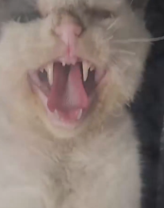 Part2 Animals Rescue #dogrescue #rescuedog #dogsofttiktok #foryoupage #foryou #dogs