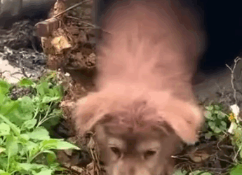 Part2 Animals Rescue #dogrescue #rescuedog #dogsofttiktok #foryoupage #foryou #dogs