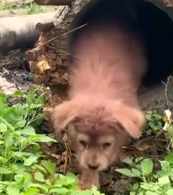 Part2 Animals Rescue #dogrescue #rescuedog #dogsofttiktok #foryoupage #foryou #dogs