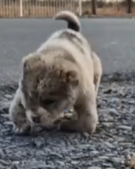 Part2 Animals Rescue #dogrescue #rescuedog #dogsofttiktok #foryoupage #foryou #dogs