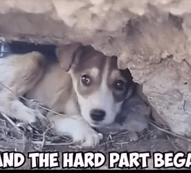 Part2 Animals Rescue #dogrescue #rescuedog #dogsofttiktok #foryoupage #foryou #dogs