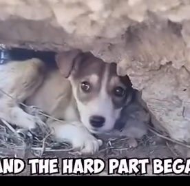 Part2 Animals Rescue #dogrescue #rescuedog #dogsofttiktok #foryoupage #foryou #dogs