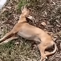 Part2 Animals Rescue #dogrescue #rescuedog #dogsofttiktok #foryoupage #foryou #dogs