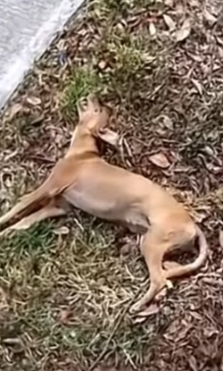 Part2 Animals Rescue #dogrescue #rescuedog #dogsofttiktok #foryoupage #foryou #dogs