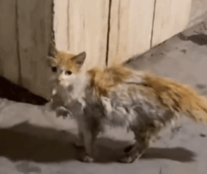 Part2 Animals Rescue #dogrescue #rescuedog #dogsofttiktok #foryoupage #foryou #dogs