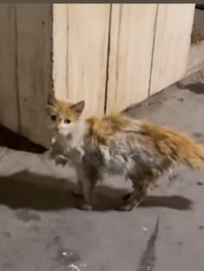 Part2 Animals Rescue #dogrescue #rescuedog #dogsofttiktok #foryoupage #foryou #dogs