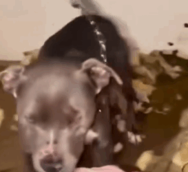 Part2 Animals Rescue #dogrescue #rescuedog #dogsofttiktok #foryoupage #foryou #dogs