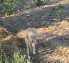 Part2 Animals Rescue #dogrescue #rescuedog #dogsofttiktok #foryoupage #foryou #dogs