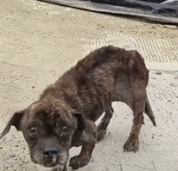 Part2 Animals Rescue #dogrescue #rescuedog #dogsofttiktok #foryoupage #foryou #dogs