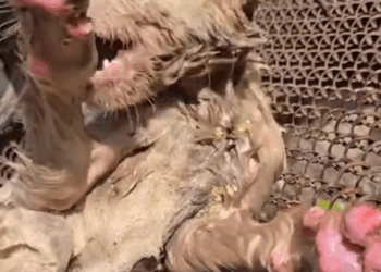 Part2 Animals Rescue #dogrescue #rescuedog #dogsofttiktok #foryoupage #foryou #dogs