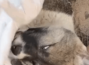 Part2 Animals Rescue #dogrescue #rescuedog #dogsofttiktok #foryoupage #foryou #dogs