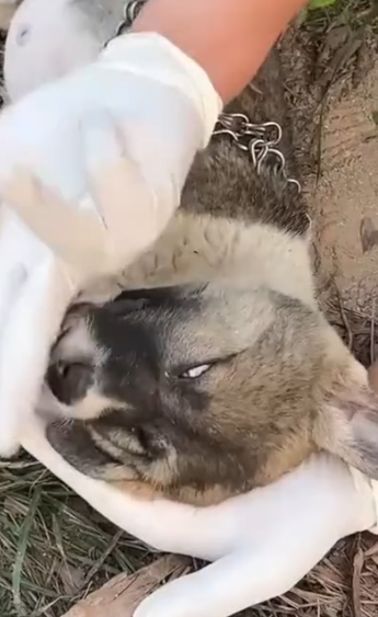 Part2 Animals Rescue #dogrescue #rescuedog #dogsofttiktok #foryoupage #foryou #dogs