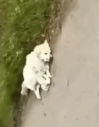 Part2 Animals Rescue #dogrescue #rescuedog #dogsofttiktok #foryoupage #foryou #dogs