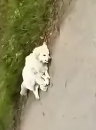 Part2 Animals Rescue #dogrescue #rescuedog #dogsofttiktok #foryoupage #foryou #dogs