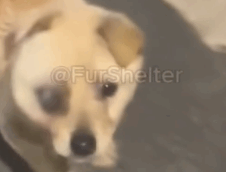 Part2 Animals Rescue #dogrescue #rescuedog #dogsofttiktok #foryoupage #foryou #dogs