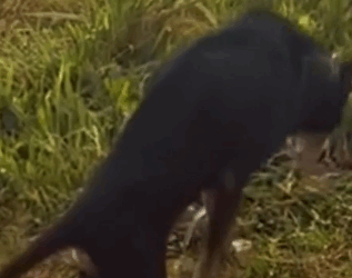 Part2 Animals Rescue #dogrescue #rescuedog #dogsofttiktok #foryoupage #foryou #dogs