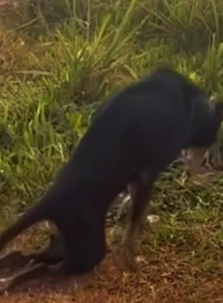 Part2 Animals Rescue #dogrescue #rescuedog #dogsofttiktok #foryoupage #foryou #dogs