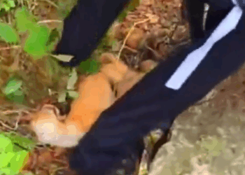 Part2 Animals Rescue #dogrescue #rescuedog #dogsofttiktok #foryoupage #foryou #dogs