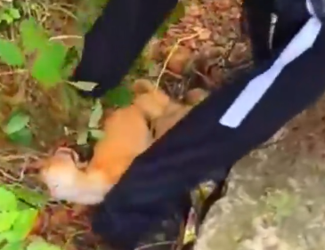 Part2 Animals Rescue #dogrescue #rescuedog #dogsofttiktok #foryoupage #foryou #dogs