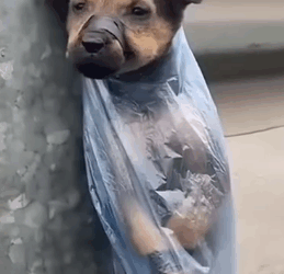 Part2 Animals Rescue #dogrescue #rescuedog #dogsofttiktok #foryoupage #foryou #dogs