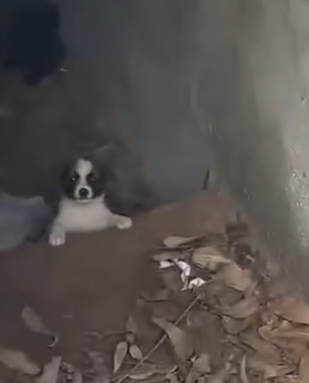 Part2 Animals Rescue #dogrescue #rescuedog #dogsofttiktok #foryoupage #foryou #dogs