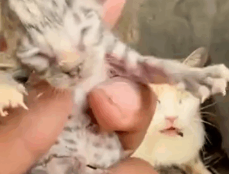 Part2 Animals Rescue #dogrescue #rescuedog #dogsofttiktok #foryoupage #foryou #dogs