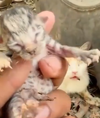 Part2 Animals Rescue #dogrescue #rescuedog #dogsofttiktok #foryoupage #foryou #dogs