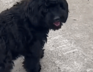 Part2 Animals Rescue #dogrescue #rescuedog #dogsofttiktok #foryoupage #foryou #dogs