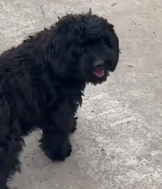 Part2 Animals Rescue #dogrescue #rescuedog #dogsofttiktok #foryoupage #foryou #dogs