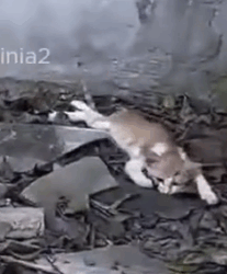 Part2 Animals Rescue #dogrescue #rescuedog #dogsofttiktok #foryoupage #foryou #dogs