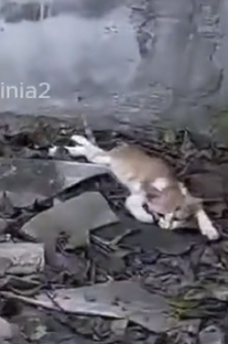 Part2 Animals Rescue #dogrescue #rescuedog #dogsofttiktok #foryoupage #foryou #dogs