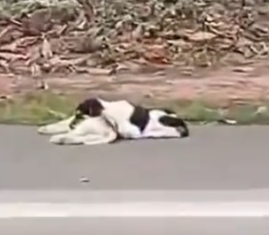 Part2 Animals Rescue #dogrescue #rescuedog #dogsofttiktok #foryoupage #foryou #dogs