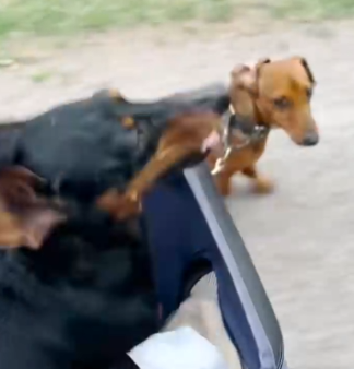 Watch how personalities clash when his older sister shares the stroller with him_part2