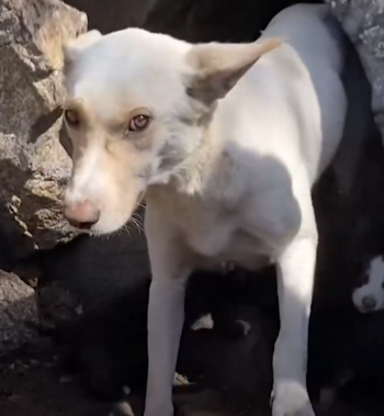 Woman Rescues 10 Tiny Puppies From A Rock Cave_part2