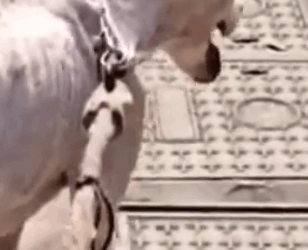 Part2 Animals Rescue #dogrescue #rescuedog #dogsofttiktok #foryoupage #foryou #dogs