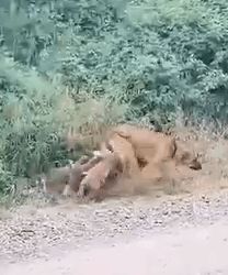 Part2 Animals Rescue #dogrescue #rescuedog #dogsofttiktok #foryoupage #foryou #dogs