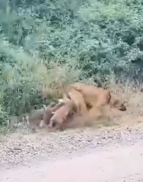 Part2 Animals Rescue #dogrescue #rescuedog #dogsofttiktok #foryoupage #foryou #dogs