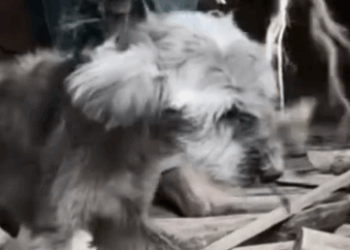 Part2 Animals Rescue #dogrescue #rescuedog #dogsofttiktok #foryoupage #foryou #dogs