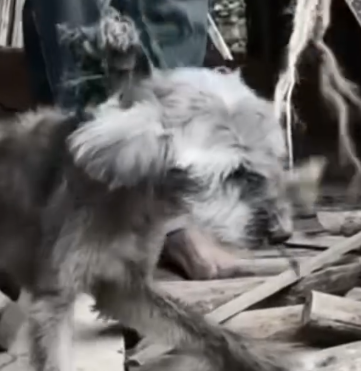 Part2 Animals Rescue #dogrescue #rescuedog #dogsofttiktok #foryoupage #foryou #dogs