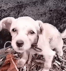 Part2 Animals Rescue #dogrescue #rescuedog #dogsofttiktok #foryoupage #foryou #dogs