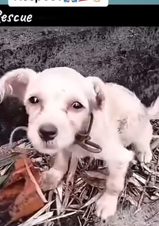 Part2 Animals Rescue #dogrescue #rescuedog #dogsofttiktok #foryoupage #foryou #dogs